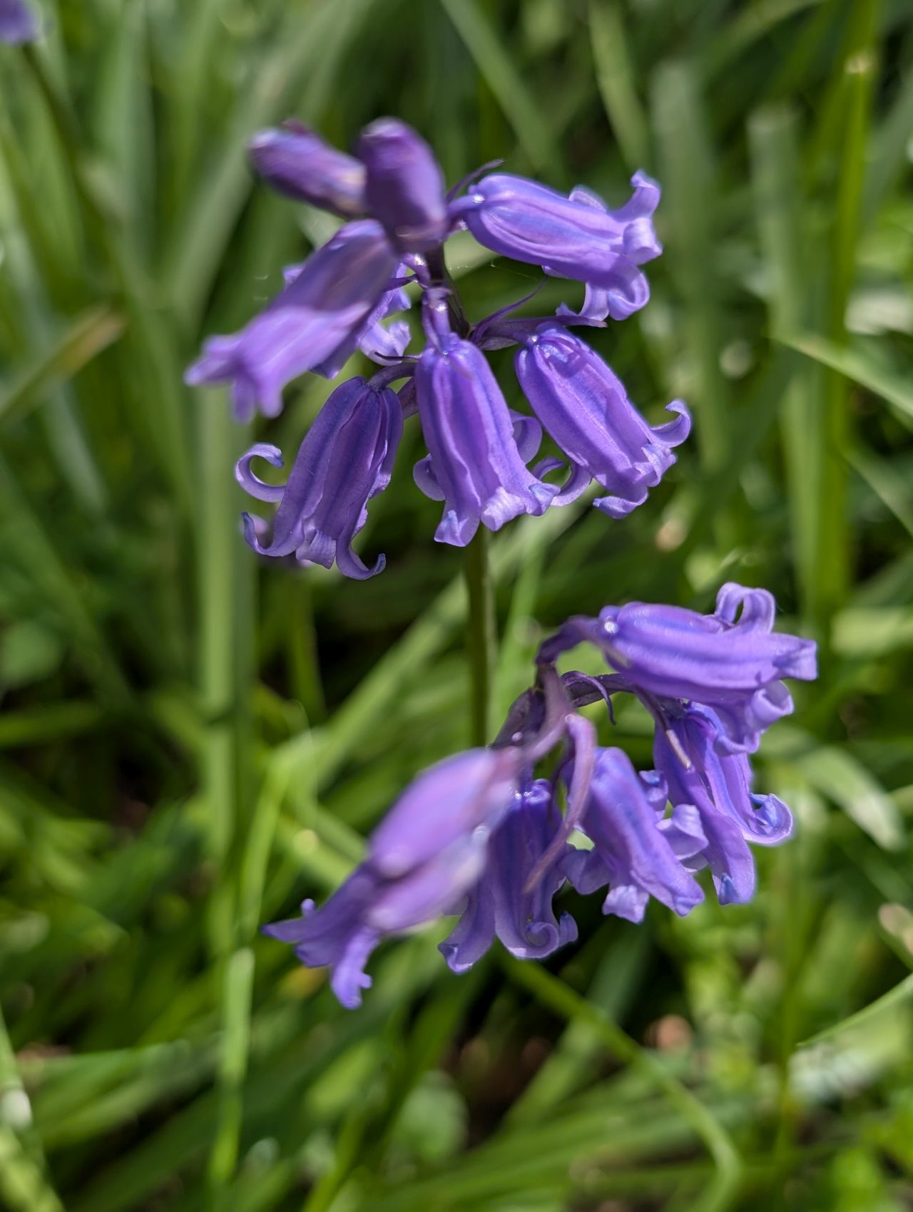 2026-04-12 21 Haddiscoe and Toft Monks.jpg